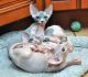 Sphynx Cats for sale in Allen St, New York, NY 10002, USA. price: NA