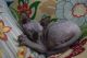 Sphynx Cats for sale in Madisonville, KY 42431, USA. price: $1,800