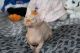 Sphynx Cats for sale in Sacramento, CA, USA. price: $450