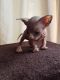 Sphynx Cats for sale in Jacksonville, FL, USA. price: $400