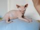 Sphynx Cats for sale in 17598 147th St, Glenwood, MN 56334, USA. price: NA