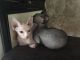 Sphynx Cats for sale in Bunnell, FL, USA. price: NA