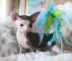 Sphynx Cats for sale in Albany St, Huntington Park, CA 90255, USA. price: NA