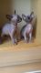 Sphynx Cats for sale in Jacksonville, FL, USA. price: $300