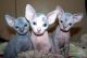 Sphynx Cats for sale in Omar Ave, Carteret, NJ 07008, USA. price: NA