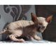 Sphynx Cats for sale in Frisco, TX, USA. price: NA