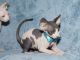 Sphynx Cats for sale in SC-160, Fort Mill, SC, USA. price: NA