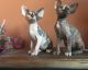 Sphynx Cats for sale in Bloomington, CA, USA. price: NA