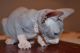 Sphynx Cats for sale in Clifton, NJ, USA. price: NA