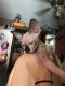 Sphynx Cats for sale in Fresno, CA, USA. price: $875
