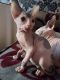 Sphynx Cats for sale in Springfield, IL, USA. price: $400