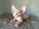 Sphynx Cats for sale in 1510 Lexington Ave, New York, NY 10029, USA. price: $1,300
