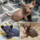 Sphynx Cats for sale in Englewood, FL, USA. price: NA