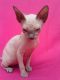 Sphynx Cats for sale in Phoenix, AZ, USA. price: NA