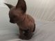 Sphynx Cats for sale in Toms River, NJ, USA. price: $1,800