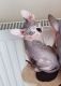 Sphynx Cats for sale in Chicago Heights, IL, USA. price: NA