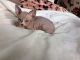 Sphynx Cats for sale in Denver, CO 80230, USA. price: $860