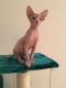 Sphynx Cats for sale in Bedford, OH 44146, USA. price: NA