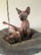 Sphynx Cats for sale in Bedford, OH 44146, USA. price: NA