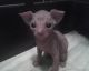 Sphynx Cats for sale in Roberts, IL 60962, USA. price: NA