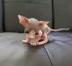 Sphynx Cats for sale in Russell, MN 56169, USA. price: NA