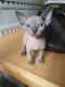Sphynx Cats for sale in Clifton, NJ, USA. price: $800