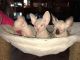 Sphynx Cats for sale in Lehi, UT 84043, USA. price: NA