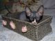 Sphynx Cats for sale in Cedar City, UT, USA. price: $1,300
