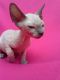 Sphynx Cats for sale in Ajax Ave, Bell Gardens, CA 90201, USA. price: NA
