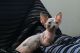 Sphynx Cats for sale in Fresno, CA, USA. price: $600