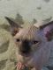 Sphynx Cats for sale in Bonney Lake, WA 98391, USA. price: $1,400