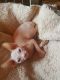 Sphynx Cats for sale in Delaware Ave, Buffalo, NY, USA. price: NA