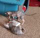 Sphynx Cats for sale in Delaware Ave, Buffalo, NY, USA. price: NA