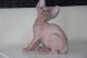 Sphynx Cats for sale in Staten Island, NY, USA. price: NA