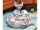 Sphynx Cats for sale in CA-111, Rancho Mirage, CA 92270, USA. price: NA