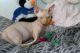 Sphynx Cats for sale in Boston, MA, USA. price: $540