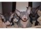 Sphynx Cats for sale in TX-249, Houston, TX, USA. price: NA