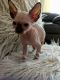 Sphynx Cats for sale in Jeffersonville, IN, USA. price: NA
