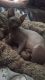 Sphynx Cats for sale in Downtown Brooklyn, Brooklyn, NY, USA. price: NA