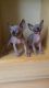Sphynx Cats for sale in Harrisburg, PA, USA. price: $400