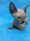 Sphynx Cats for sale in Harrisburg, PA, USA. price: $400