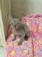 Sphynx Cats for sale in Burgettstown, PA 15021, USA. price: $400