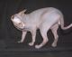 Sphynx Cats for sale in State Hwy 295, Washington, DC, USA. price: NA