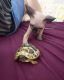 Sphynx Cats for sale in Ohio Dr SW, Washington, DC, USA. price: $600