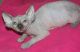 Sphynx Cats for sale in Palm Springs, CA, USA. price: NA