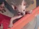 Sphynx Cats for sale in Bronx, NY 10462, USA. price: NA