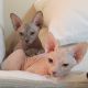 Sphynx Cats for sale in Ohio St, San Diego, CA, USA. price: NA