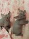 Sphynx Cats for sale in Burgettstown, PA 15021, USA. price: NA