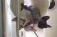 Sphynx Cats for sale in Bronx, NY 10462, USA. price: $400