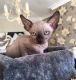 Sphynx Cats for sale in NJ-3, Clifton, NJ, USA. price: $400